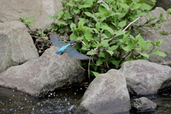 カワセミママ１
