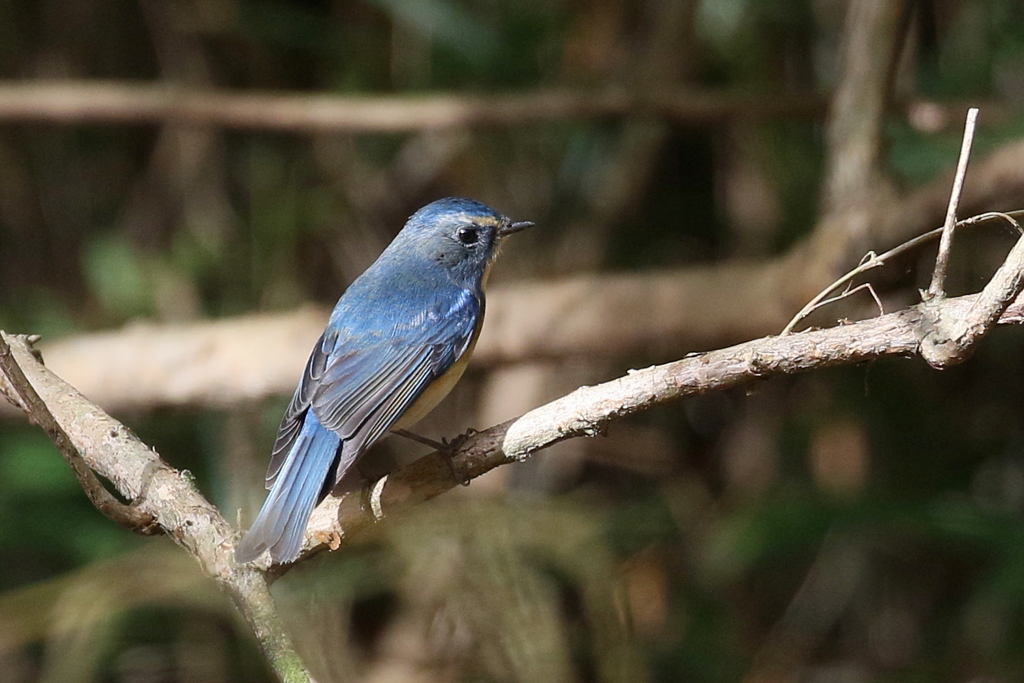 ルリビタキさん２