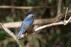 ルリビタキさん２