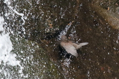 カワガラスさん