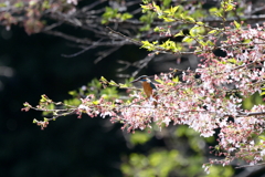 だいぶ散ってますが