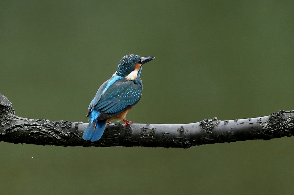 今日のカワオちゃん