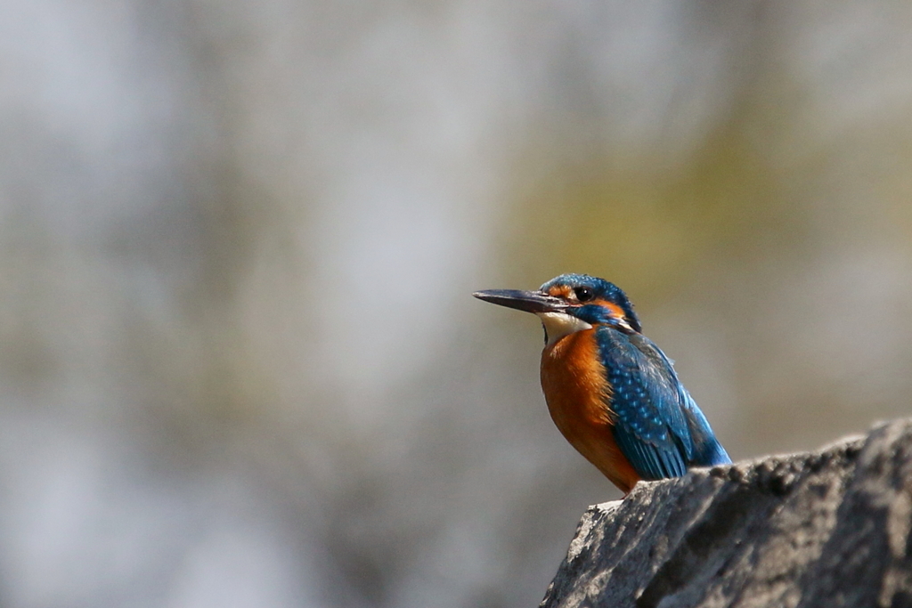 なにを見ているのですか？