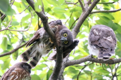 チビズクちゃん８