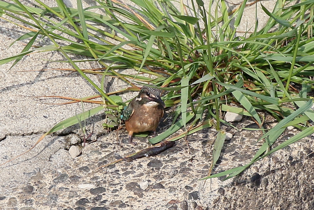 もう疲れた
