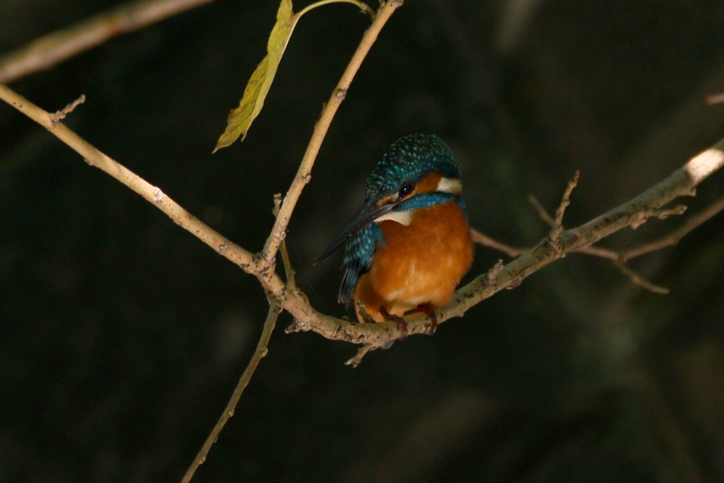 今日のカワセミ