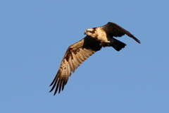 ミサゴかあさん１