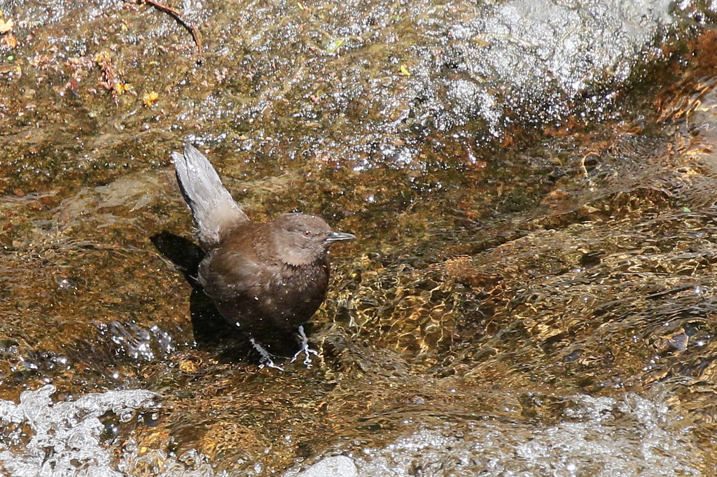 カワガラスさん