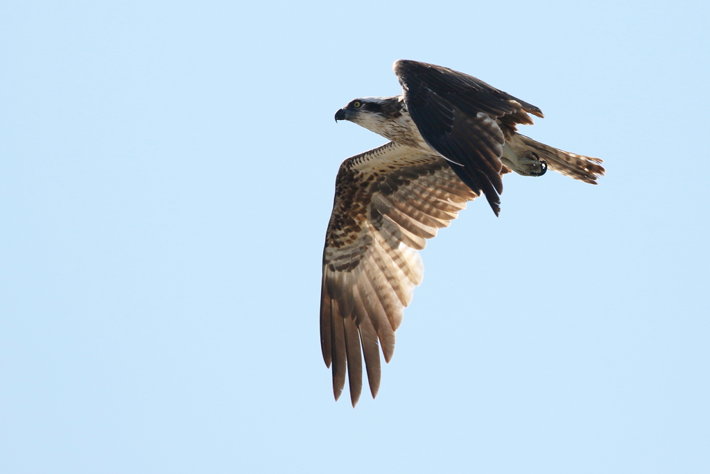 青空ミサゴさん２
