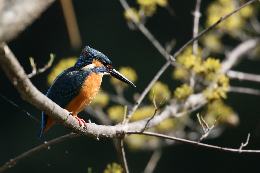 今日のカワセミ君３