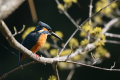 今日のカワセミ君３