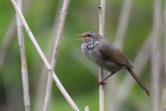 ウグイス君２