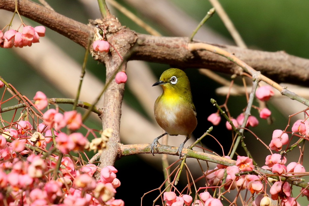 マユミとメジロ２
