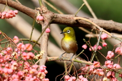 マユミとメジロ２