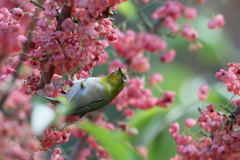 マユミにメジロ