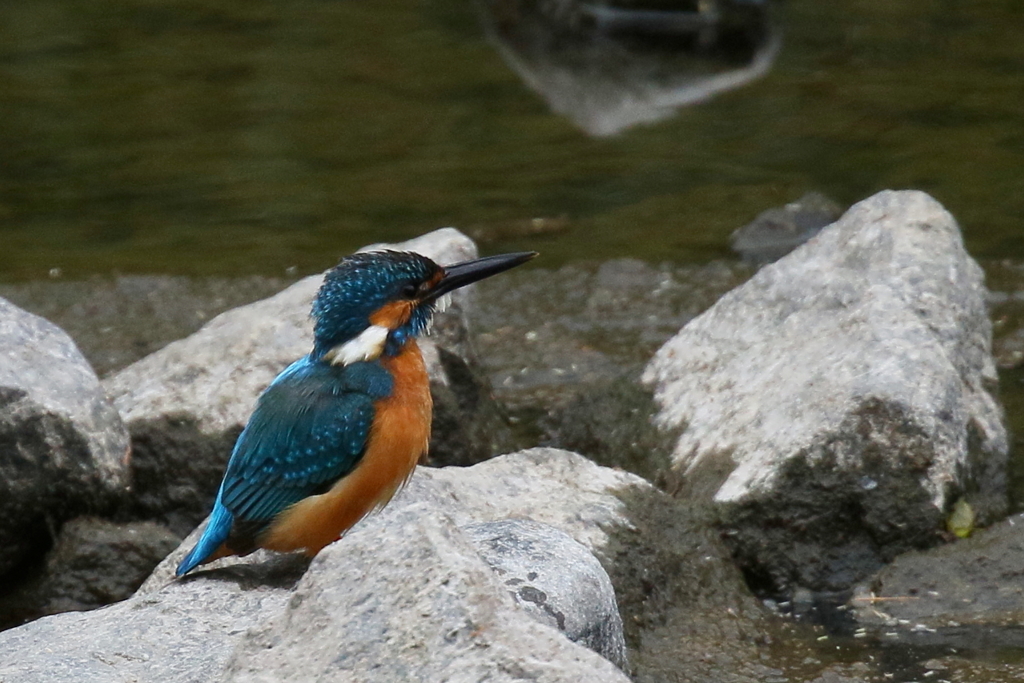 今日のパパセミ