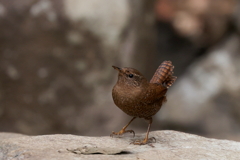ミソサザイさん
