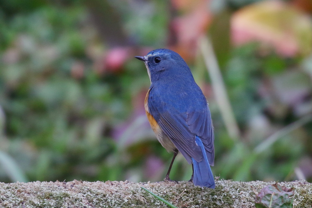 ルリビタキ君２