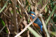 はずかしがりや