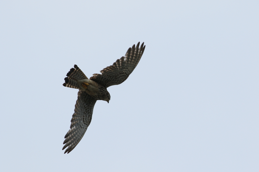 今日のチョウゲンかあちゃん