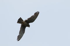 今日のチョウゲンかあちゃん
