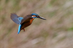 今日のカワ男君ホバ
