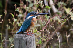 カワセミ君