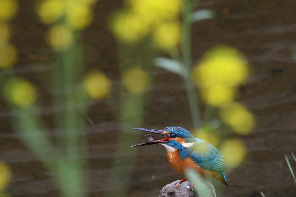 菜の花ぽいっと