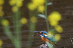 菜の花ぽいっと