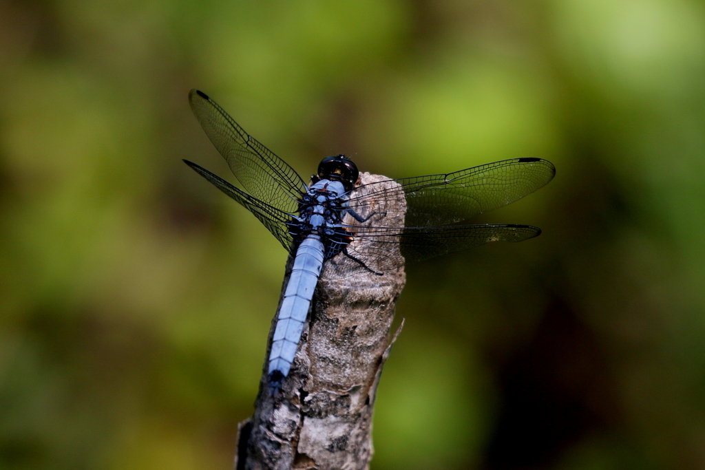 シオヤトンボ