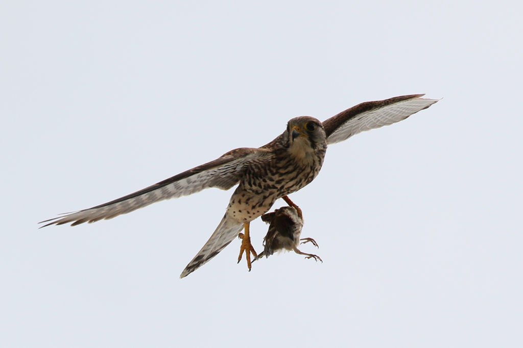 チョウゲンママ２