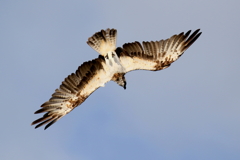 ミサゴさん いきま～す