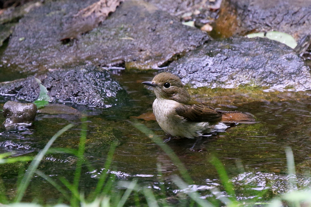 キビタキさん３