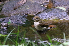 キビタキさん３