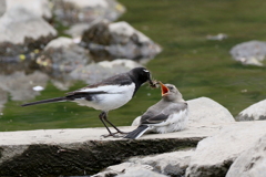 沢山お食べ