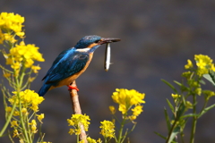 菜の花カワセミ