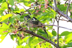 シャクトリ虫