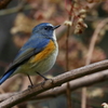 ルリ君５