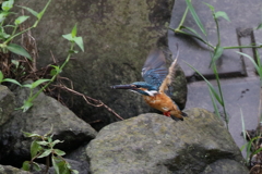 パパセミ２