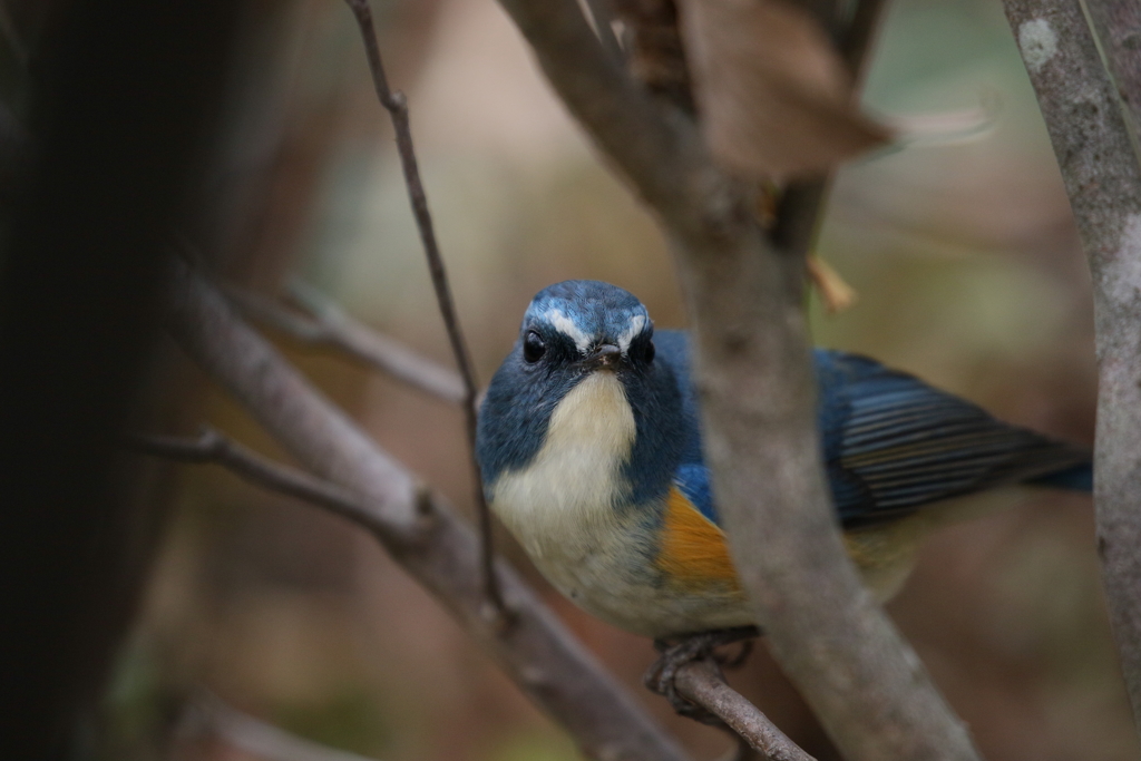 あ！！見つかった