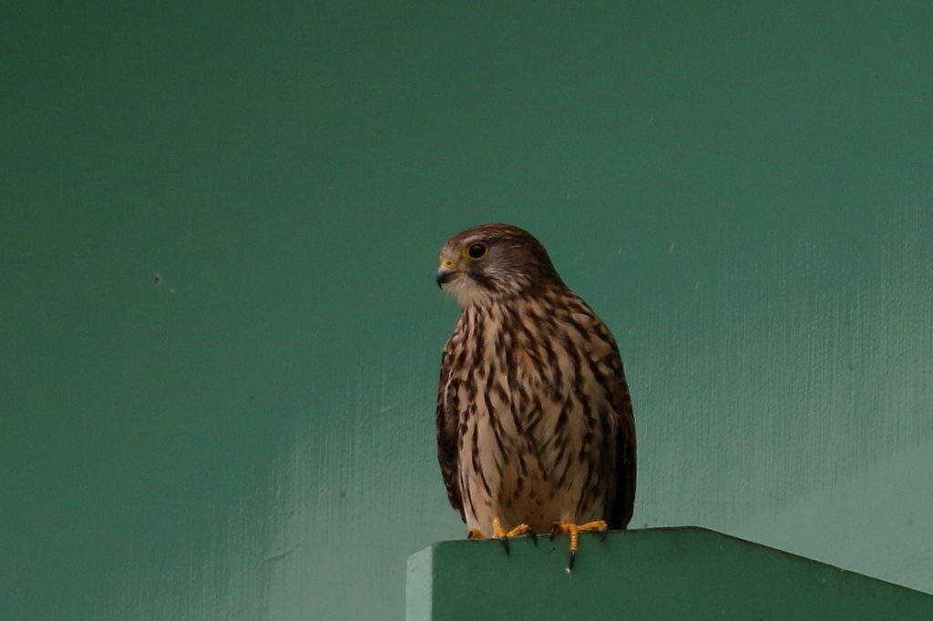 チョウゲンボウ　女子