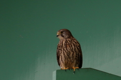 チョウゲンボウ　女子