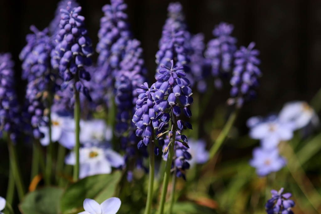 春の花３