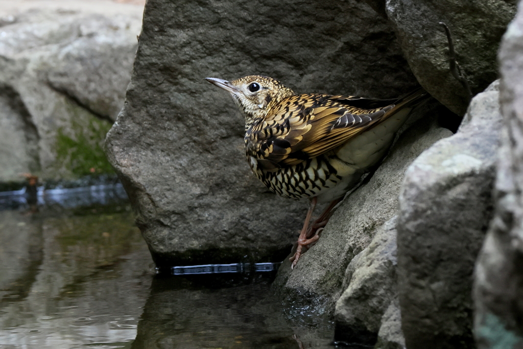 トラちゃんの水分補給２