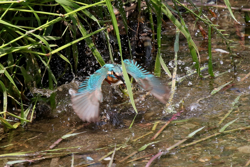 今日のパパセミ