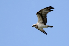 青空ミサゴさん３