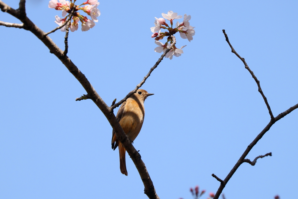 桜ジョビ子さん
