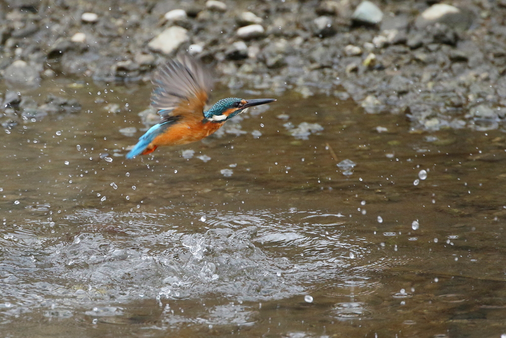 今日のカワ君２