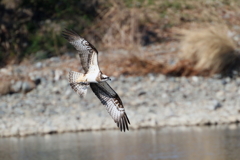 ミサゴとおちゃん３