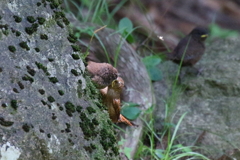 腹減った３